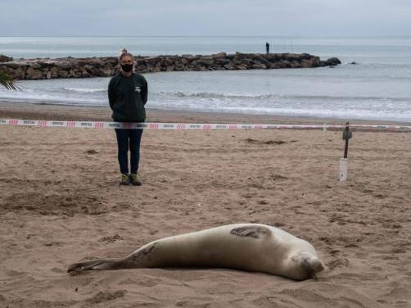 Apareció una foca cangrejera en La Perla
