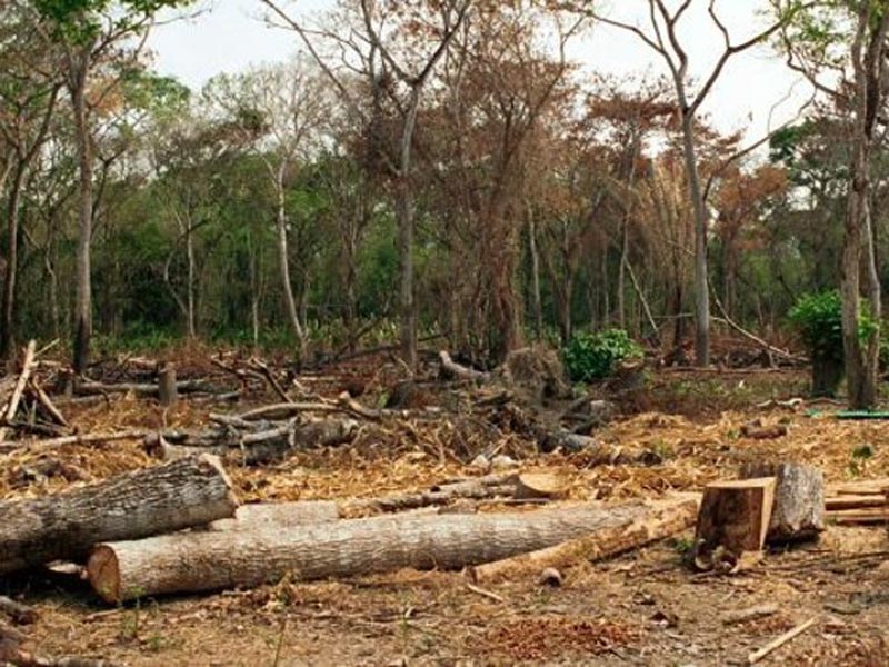 Arquitectos preocupados por la desforestación en Mar del Plata