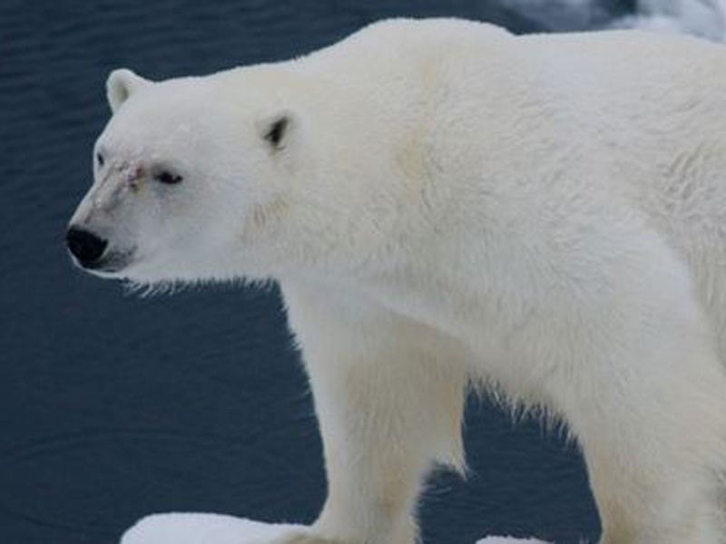 El Ártico arde en llamas por segundo año consecutivo 