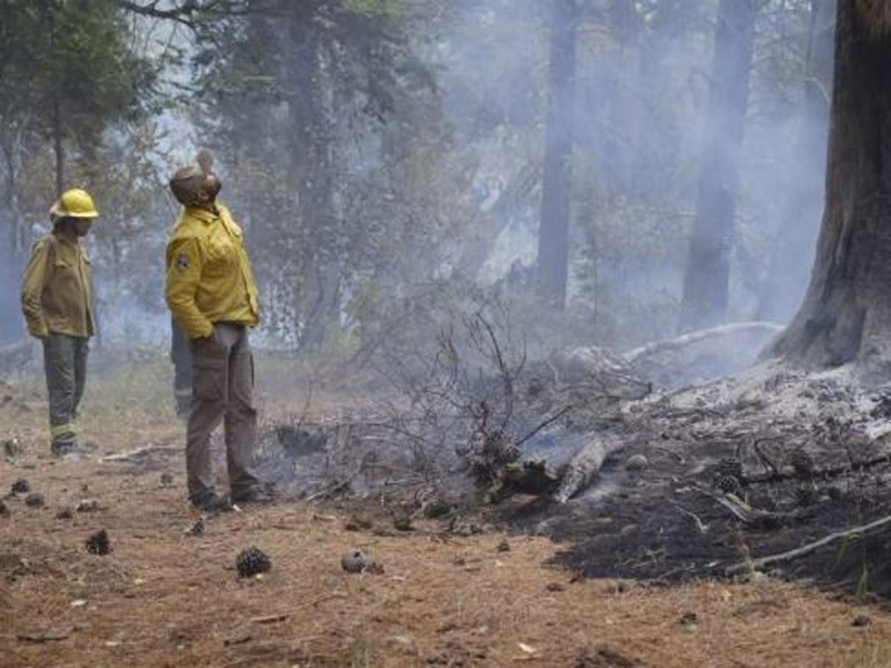Restauración de los bosques afectados por los incendios